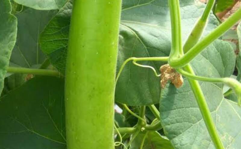 लौकी से कब्ज से राहत और स्वस्थ आंतों के लिए होती है उत्तम लौकी से कब्ज से राहत और स्वस्थ आंतों के लिए होती है उत्तम