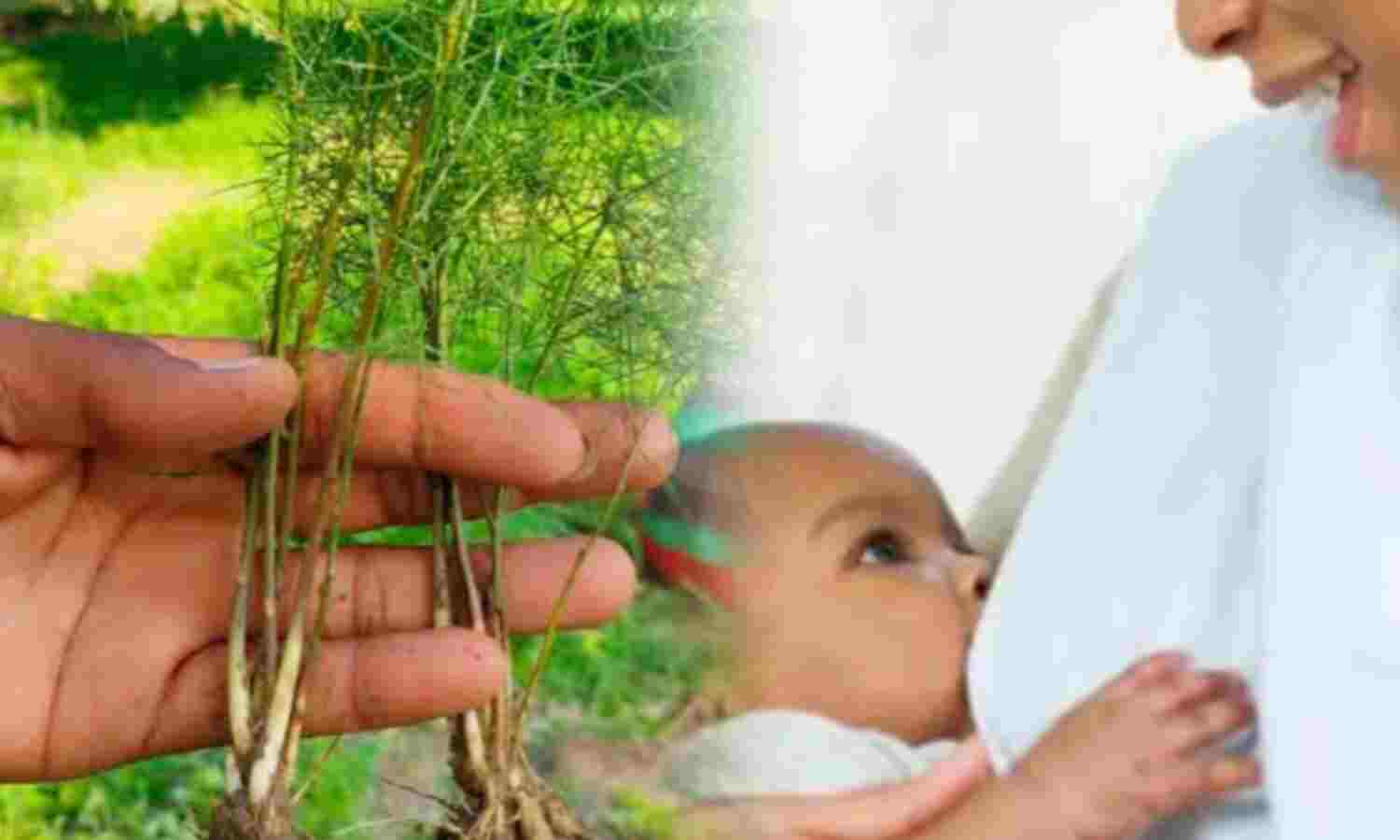 स्तनपान के दौरान शतावरी माताओं के लिए एक लाभदायक विकल्प