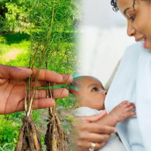 स्तनपान के दौरान शतावरी माताओं के लिए एक लाभदायक विकल्प स्तनपान के दौरान शतावरी माताओं के लिए एक लाभदायक विकल्प