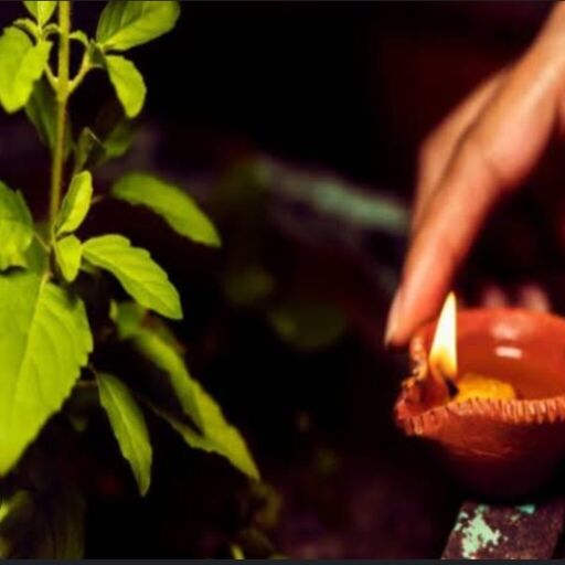 तुलसी माता की पूजा में इन सामान्य गलतियों से बचें, ताकि मिल सके सकारात्मक ऊर्जा का लाभ