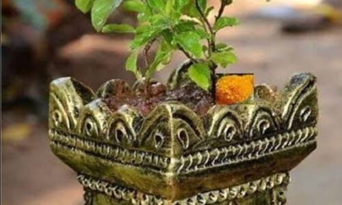 मार्गशीर्ष माह में तुलसी पूजा का विशेष महत्व, सुख-समृद्धि पाने के लिए अपनाएं ये सरल उपाय