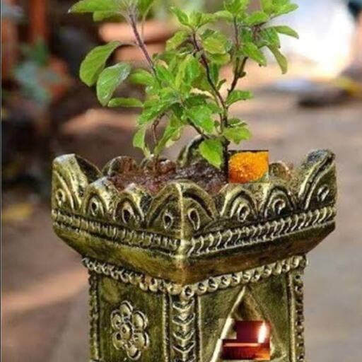 मार्गशीर्ष माह में तुलसी पूजा का विशेष महत्व, सुख-समृद्धि पाने के लिए अपनाएं ये सरल उपाय