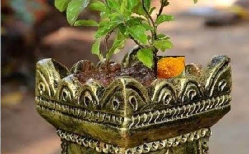 मार्गशीर्ष माह में तुलसी पूजा का विशेष महत्व, सुख-समृद्धि पाने के लिए अपनाएं ये सरल उपाय मार्गशीर्ष माह में तुलसी पूजा का विशेष महत्व, सुख-समृद्धि पाने के लिए अपनाएं ये सरल उपाय