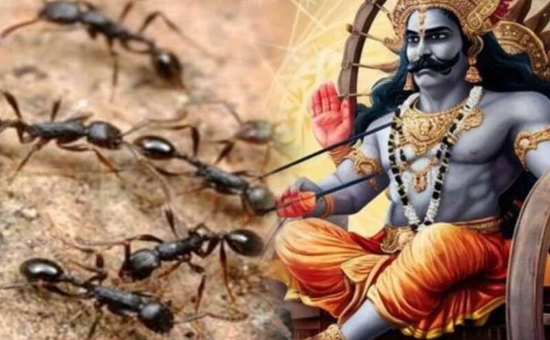 शनिवार को चींटियों को आटा खिलाने से खुलते हैं भाग्य के द्वार, शनि दोष से मिलती है राहत शनिवार को चींटियों को आटा खिलाने से खुलते हैं भाग्य के द्वार, शनि दोष से मिलती है राहत