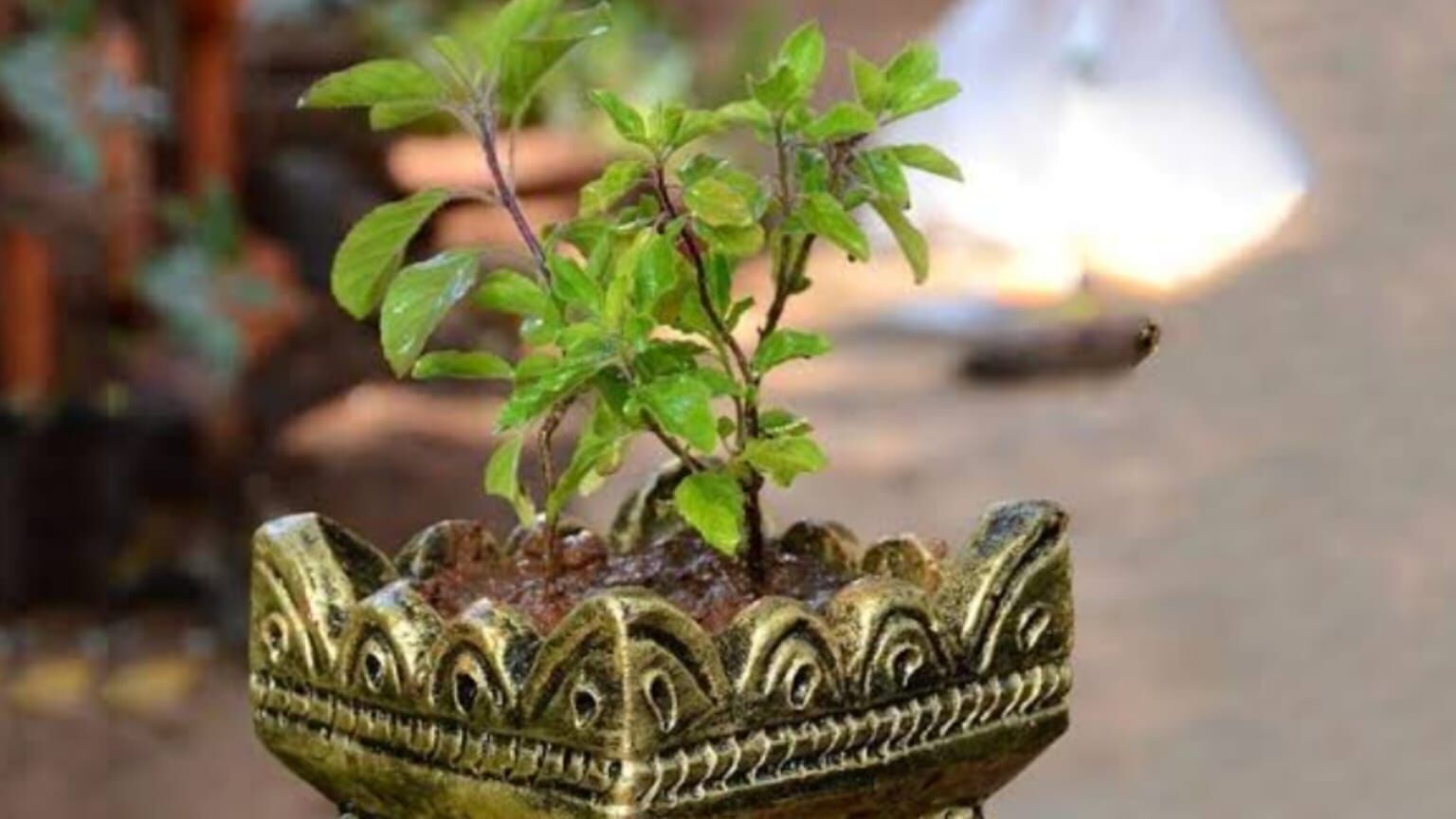 तुलसी का पौधा कहां लगाएं ताकि घर में बना रहे सुख-शांति और सकारात्मक ऊर्जा? जानें वास्तु और धार्मिक मान्यताएं तुलसी का पौधा कहां लगाएं ताकि घर में बना रहे सुख-शांति और सकारात्मक ऊर्जा? जानें वास्तु और धार्मिक मान्यताएं