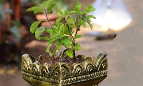 तुलसी का पौधा कहां लगाएं ताकि घर में बना रहे सुख-शांति और सकारात्मक ऊर्जा? जानें वास्तु और धार्मिक मान्यताएं तुलसी का पौधा कहां लगाएं ताकि घर में बना रहे सुख-शांति और सकारात्मक ऊर्जा? जानें वास्तु और धार्मिक मान्यताएं