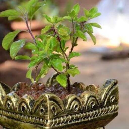 तुलसी का पौधा कहां लगाएं ताकि घर में बना रहे सुख-शांति और सकारात्मक ऊर्जा? जानें वास्तु और धार्मिक मान्यताएं