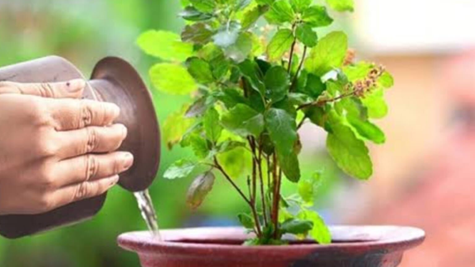 घर में तुलसी का पौधा लगाने की सही दिशा क्या है? जानें धार्मिक और वास्तुशास्त्र की मान्यताएं