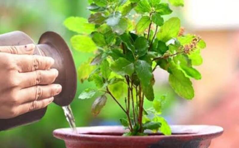 घर में तुलसी का पौधा लगाने की सही दिशा क्या है? जानें धार्मिक और वास्तुशास्त्र की मान्यताएं घर में तुलसी का पौधा लगाने की सही दिशा क्या है? जानें धार्मिक और वास्तुशास्त्र की मान्यताएं