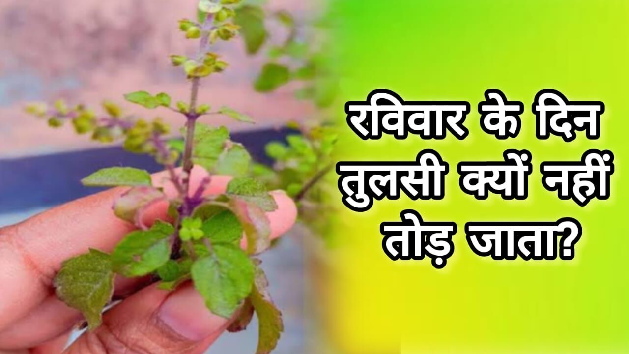 रविवार को तुलसी तोड़ना क्यों होता है वर्जित? जानिए धार्मिक मान्यताओं और विज्ञान की जुबानी रविवार को तुलसी तोड़ना क्यों होता है वर्जित? जानिए धार्मिक मान्यताओं और विज्ञान की जुबानी