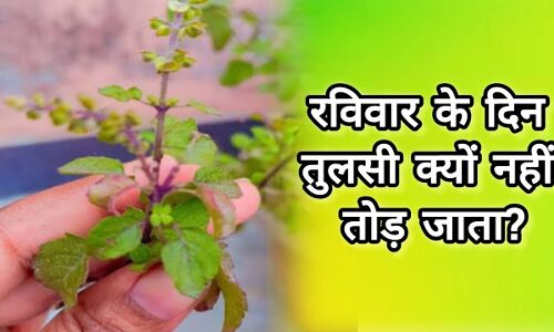 रविवार को तुलसी तोड़ना क्यों होता है वर्जित? जानिए धार्मिक मान्यताओं और विज्ञान की जुबानी रविवार को तुलसी तोड़ना क्यों होता है वर्जित? जानिए धार्मिक मान्यताओं और विज्ञान की जुबानी