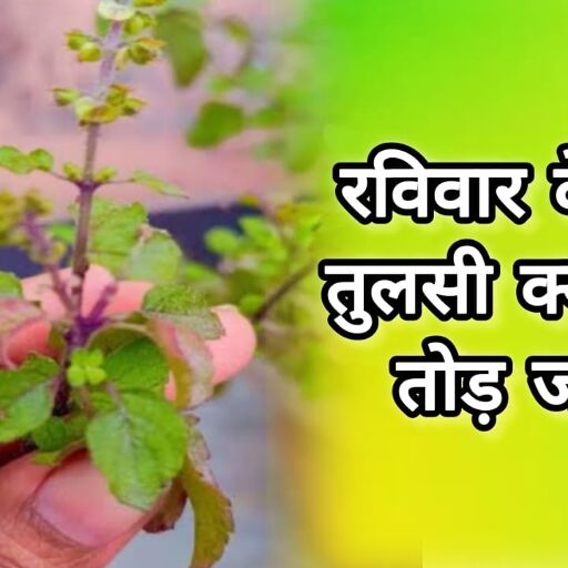 रविवार को तुलसी तोड़ना क्यों होता है वर्जित? जानिए धार्मिक मान्यताओं और विज्ञान की जुबानी