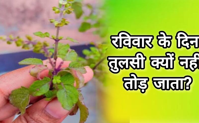 रविवार को तुलसी तोड़ना क्यों होता है वर्जित? जानिए धार्मिक मान्यताओं और विज्ञान की जुबानी रविवार को तुलसी तोड़ना क्यों होता है वर्जित? जानिए धार्मिक मान्यताओं और विज्ञान की जुबानी