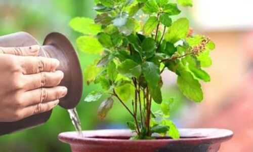 तुलसी में जल अर्पित कर दीप जलाने से दूर होते हैं जीवन के कष्ट, जानें ये सरल पर चमत्कारी उपाय तुलसी में जल अर्पित कर दीप जलाने से दूर होते हैं जीवन के कष्ट, जानें ये सरल पर चमत्कारी उपाय