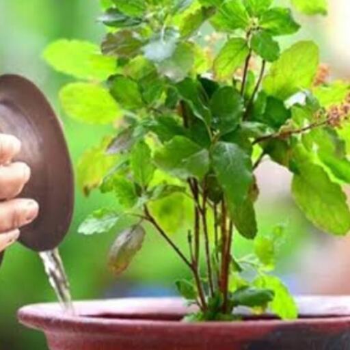 तुलसी में जल अर्पित कर दीप जलाने से दूर होते हैं जीवन के कष्ट, जानें ये सरल पर चमत्कारी उपाय