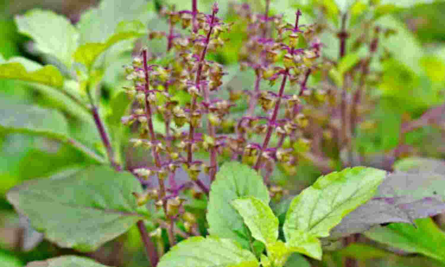 तुलसी पूजा का महत्व: देवी लक्ष्मी का प्रतीक मानी जाती हैं तुलसी, जानिए मंजरी तोड़ने से जुड़ी धार्मिक मान्यताएं
