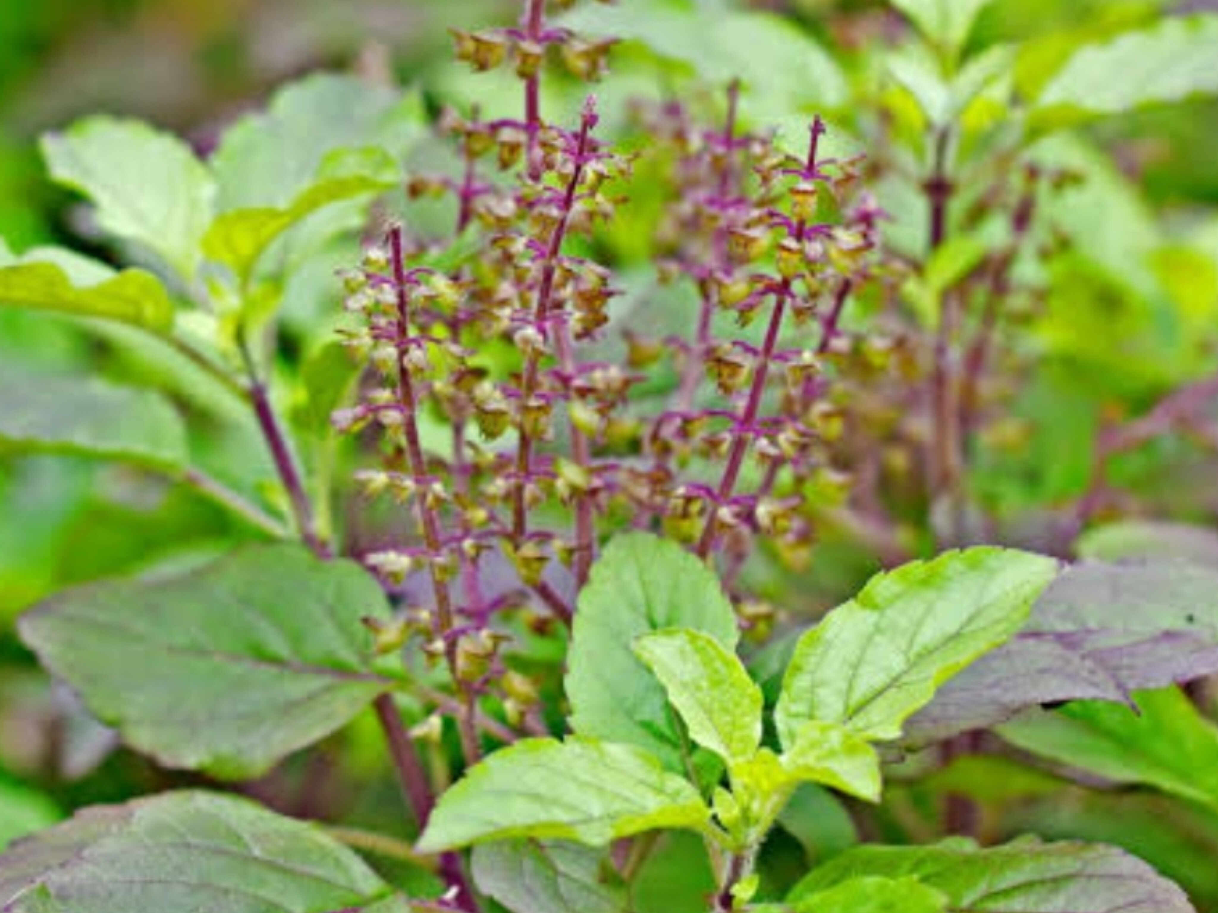 तुलसी पूजा का महत्व: देवी लक्ष्मी का प्रतीक मानी जाती हैं तुलसी, जानिए मंजरी तोड़ने से जुड़ी धार्मिक मान्यताएं