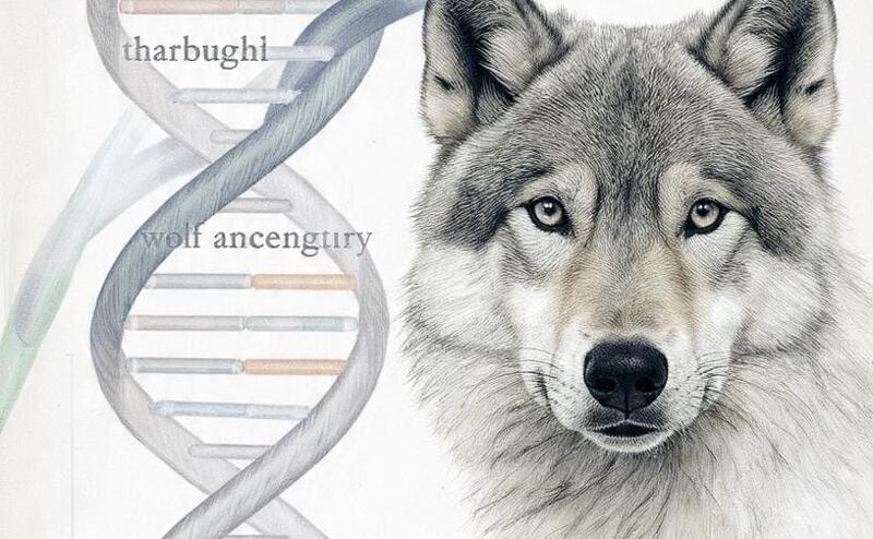 कुत्तों में भेड़िये का DNA! क्या आपके पालतू में भी छिपा है पुराना शिकारी?