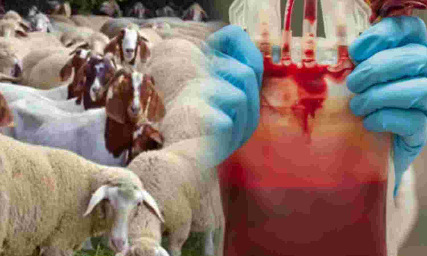 हैदराबाद में जानवरों के खून का अवैध कारोबार उजागर, 1000 ,लीटर भेड़-बकरी का खून जब्त