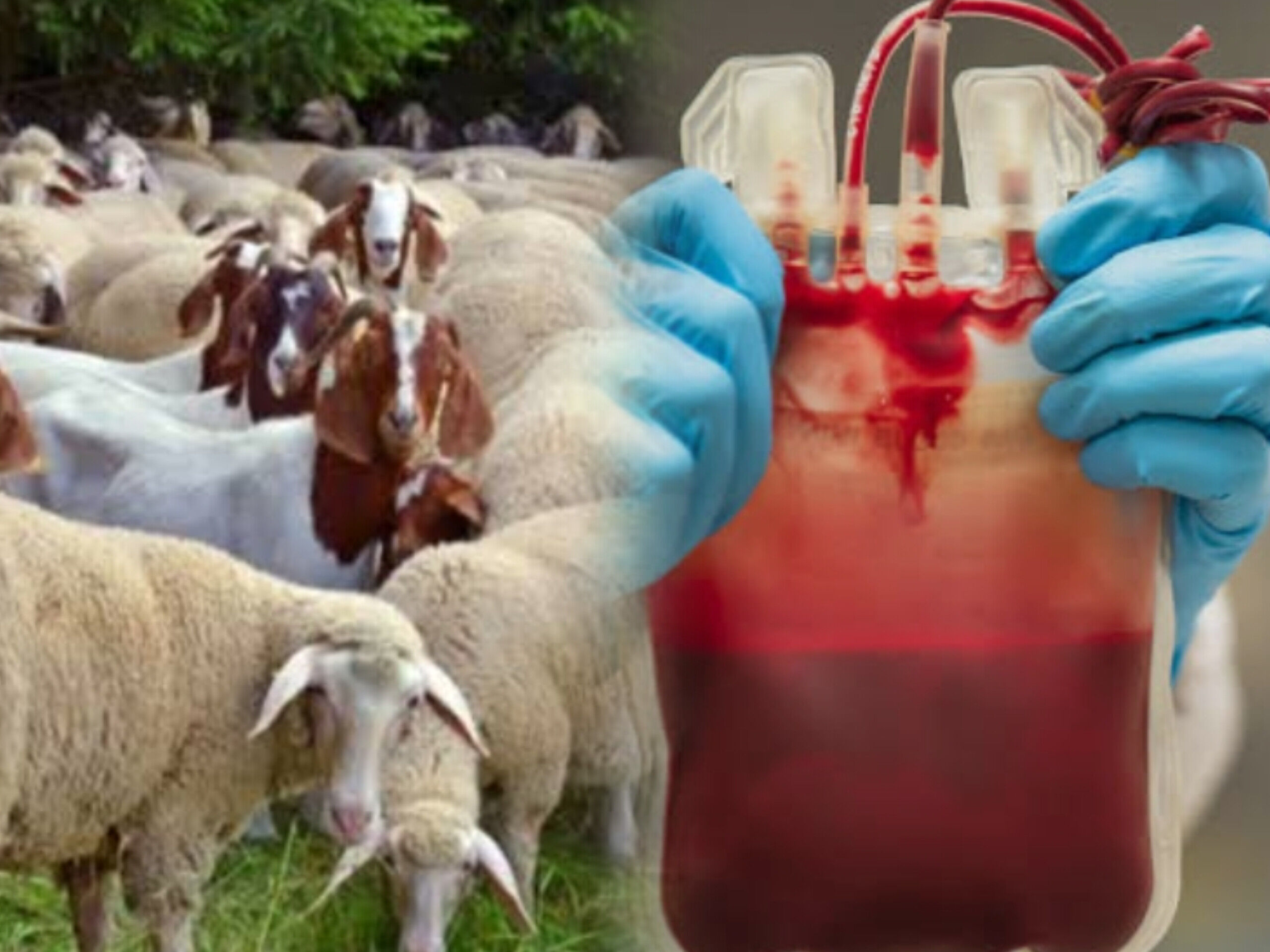 हैदराबाद में जानवरों के खून का अवैध कारोबार उजागर, 1000 ,लीटर भेड़-बकरी का खून जब्त हैदराबाद में जानवरों के खून का अवैध कारोबार उजागर, 1000 ,लीटर भेड़-बकरी का खून जब्त