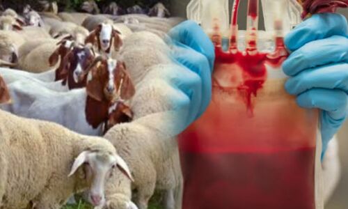 हैदराबाद में जानवरों के खून का अवैध कारोबार उजागर, 1000 ,लीटर भेड़-बकरी का खून जब्त