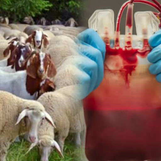 हैदराबाद में जानवरों के खून का अवैध कारोबार उजागर, 1000 ,लीटर भेड़-बकरी का खून जब्त