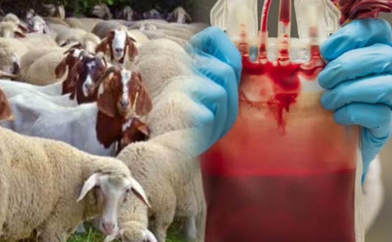 हैदराबाद में जानवरों के खून का अवैध कारोबार उजागर, 1000 ,लीटर भेड़-बकरी का खून जब्त