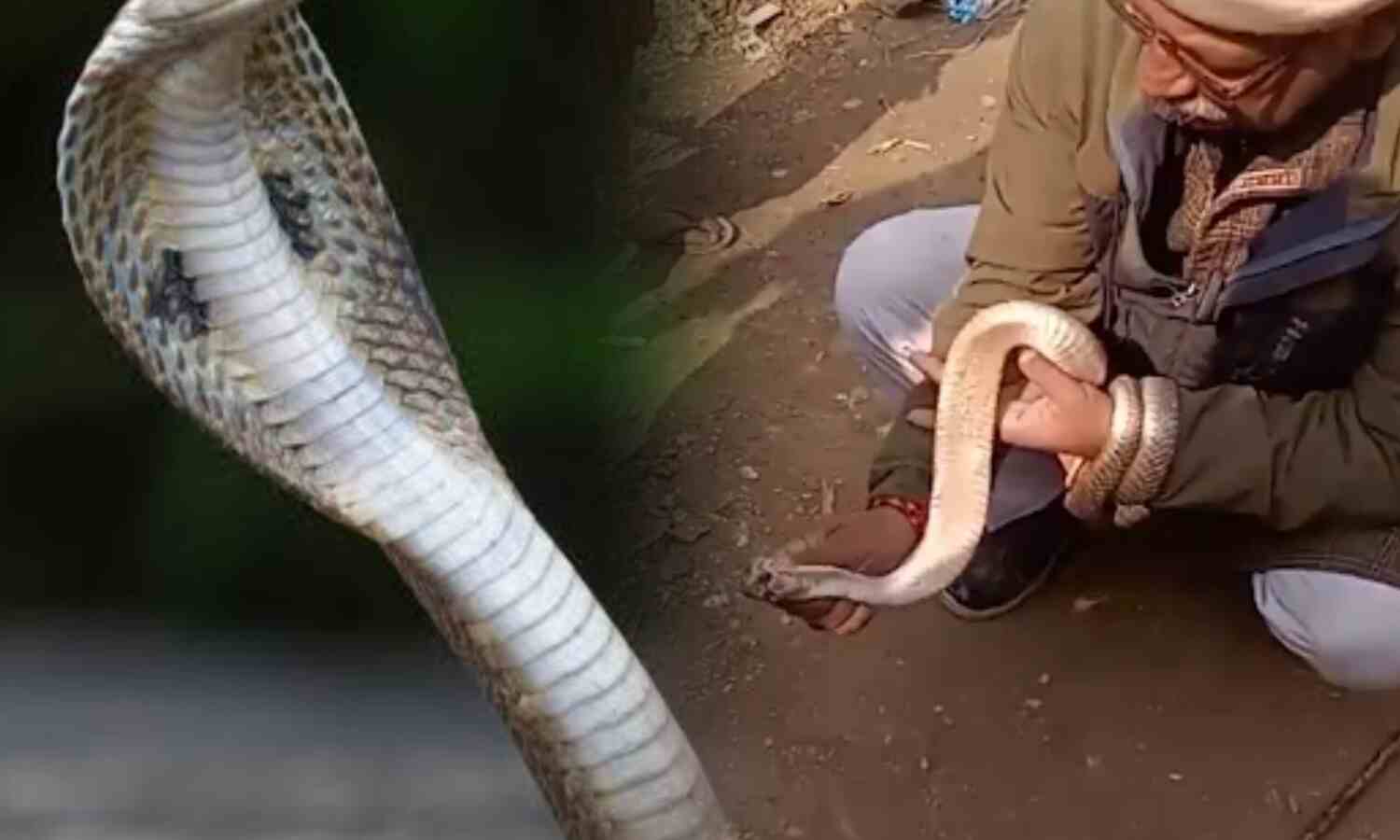 रील बनाने का शौक बना जानलेवा, शिवहर में विषैले नाग के डंसने से शिक्षक की दर्दनाक मौत