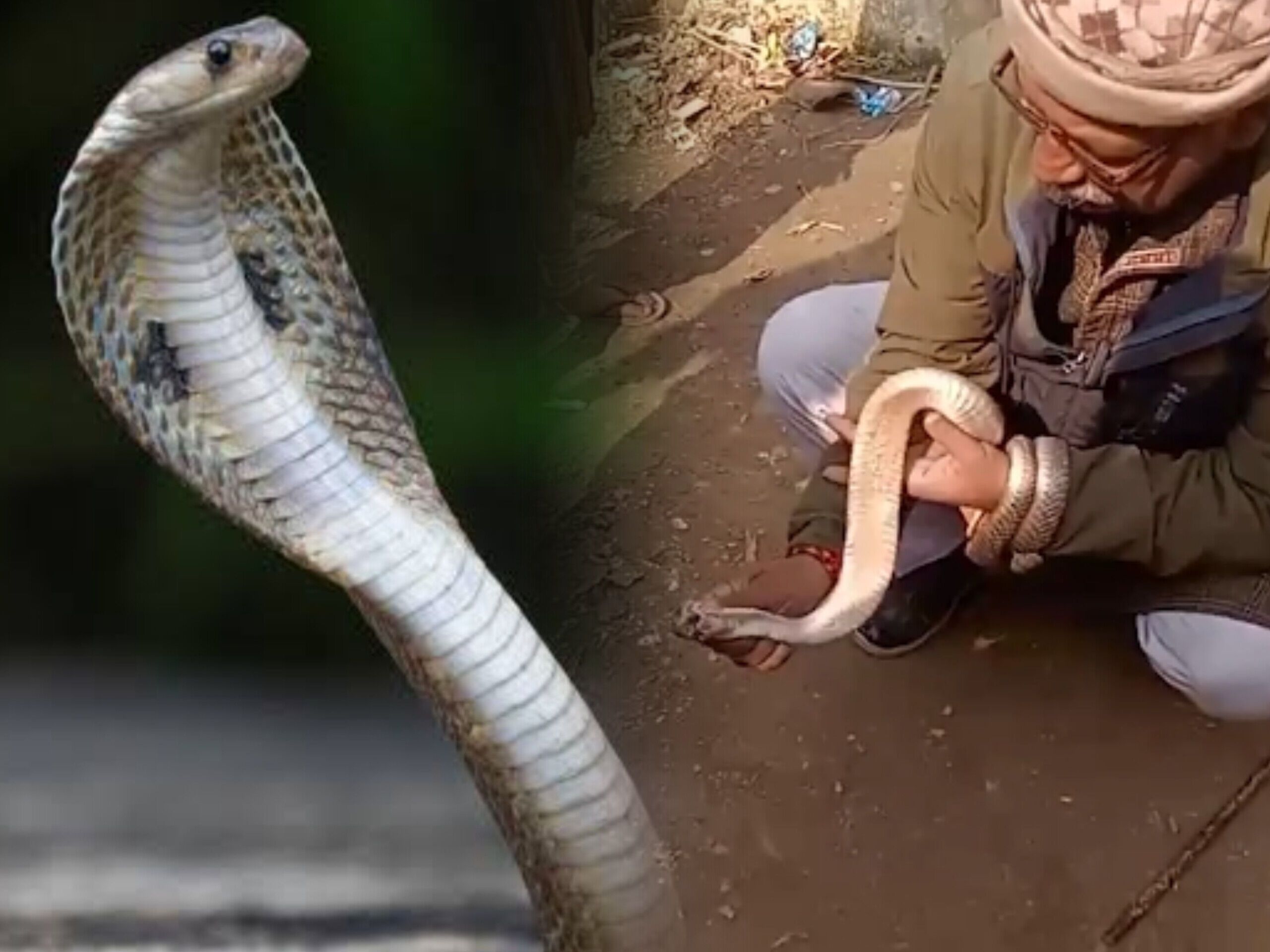 रील बनाने का शौक बना जानलेवा, शिवहर में विषैले नाग के डंसने से शिक्षक की दर्दनाक मौत रील बनाने का शौक बना जानलेवा, शिवहर में विषैले नाग के डंसने से शिक्षक की दर्दनाक मौत