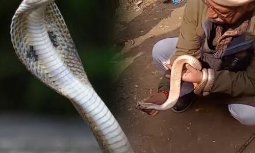 रील बनाने का शौक बना जानलेवा, शिवहर में विषैले नाग के डंसने से शिक्षक की दर्दनाक मौत