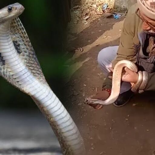 रील बनाने का शौक बना जानलेवा, शिवहर में विषैले नाग के डंसने से शिक्षक की दर्दनाक मौत