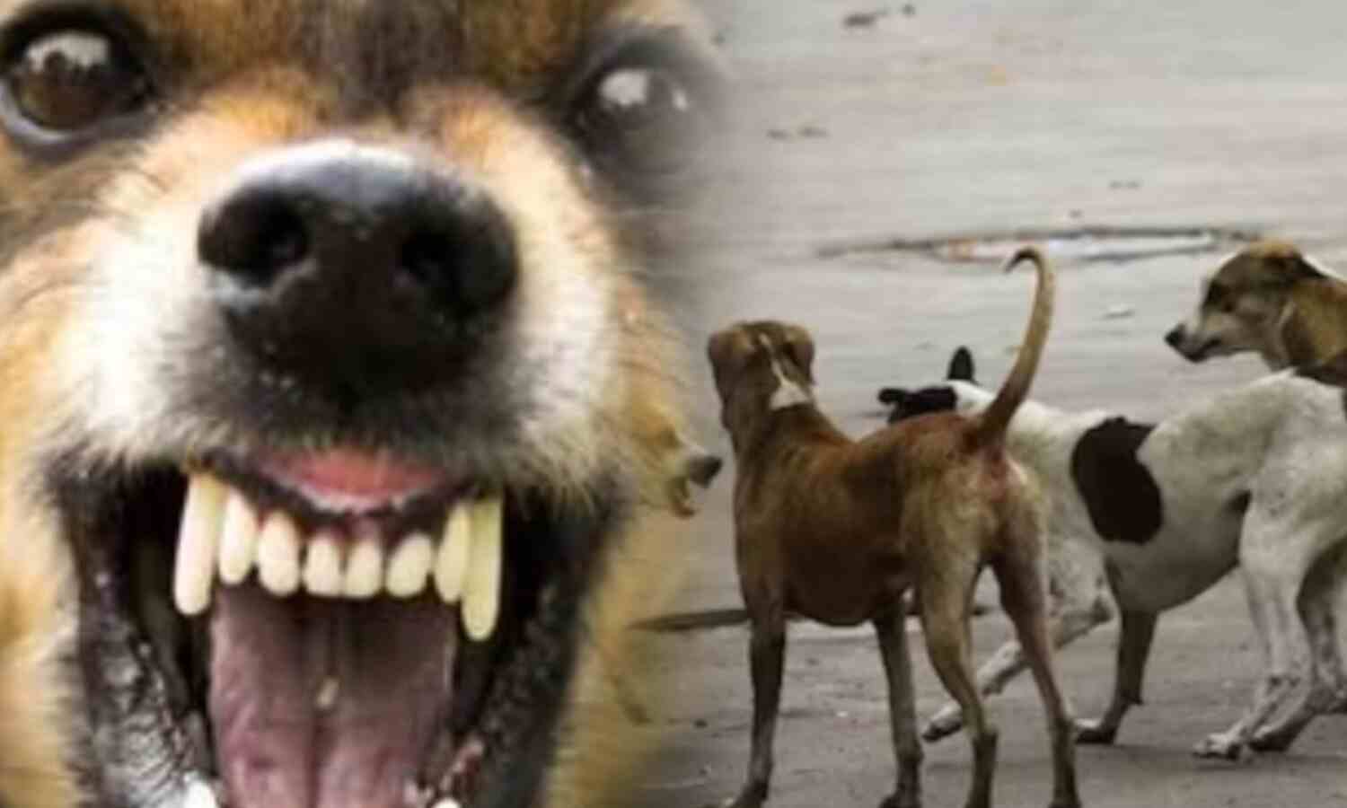 अमरोहा में आवारा कुत्तों का खौफ: मासूम पर झुंड का हमला, CCTV में कैद हुई रोंगटे खड़े कर देने वाली घटना