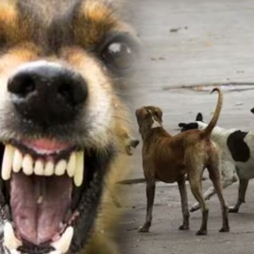 अमरोहा में आवारा कुत्तों का खौफ: मासूम पर झुंड का हमला, CCTV में कैद हुई रोंगटे खड़े कर देने वाली घटना अमरोहा में आवारा कुत्तों का खौफ: मासूम पर झुंड का हमला, CCTV में कैद हुई रोंगटे खड़े कर देने वाली घटना