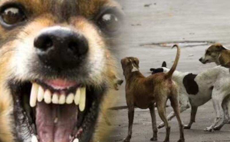 अमरोहा में आवारा कुत्तों का खौफ: मासूम पर झुंड का हमला, CCTV में कैद हुई रोंगटे खड़े कर देने वाली घटना