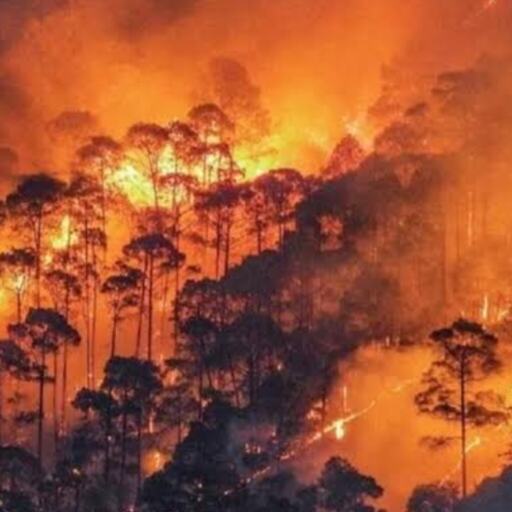 चमोली के जंगलों में भीषण आग का कहर: 20 हेक्टेयर वन क्षेत्र जलकर राख, गांवों तक पहुंचीं लपटें