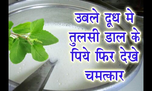 उबले दूध में तुलसी डाल के पीने के फायदे जानकार हो जायेगे हैरान !