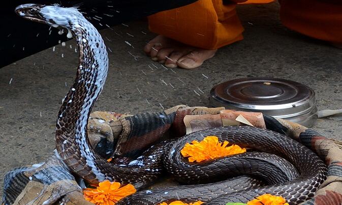 नाग पंचमी: जानिए, कितना सुरक्षित हैं आपका घर और आपके बच्चे...