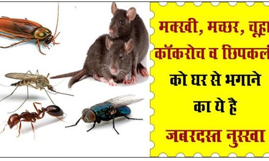 ये है मक्खी, मच्छर, चूहा, छिपकली और कॉकरोच को घर से दूर भगाने के आसान उपाय !
