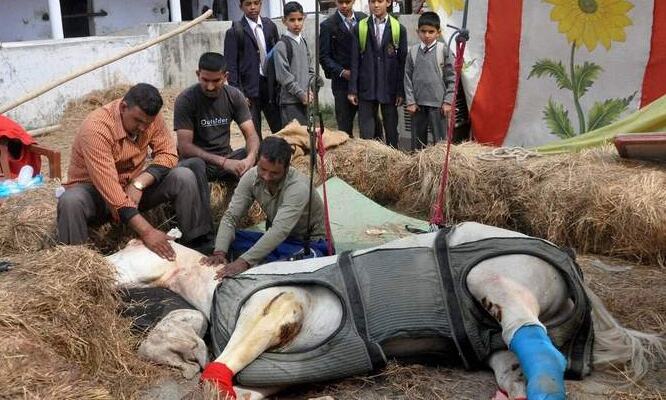 शक्तिमान प्रकरण: मुकदमा वापसी को दोबारा अर्जी, पुलिस के घोड़े शक्तिमान की हुई थी मौत