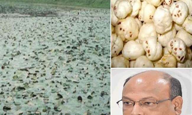 बिहार से मखाना की खेती सीखेंगे पड़ोसी देश, पूर्णिया में होती है पढ़ाई