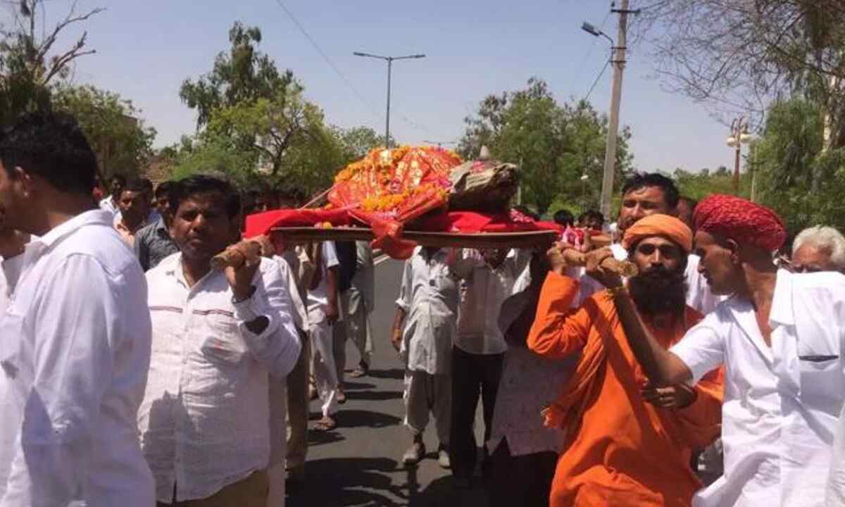 सरहदी जिलों में गायों की बड़े पैमाने पर मौत:  राजस्थान