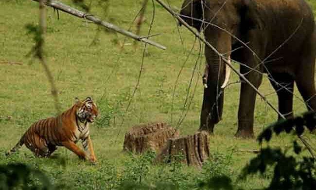 बाघ और हाथियों के बीच चल रहा संघर्ष: जिम कॉर्बेट