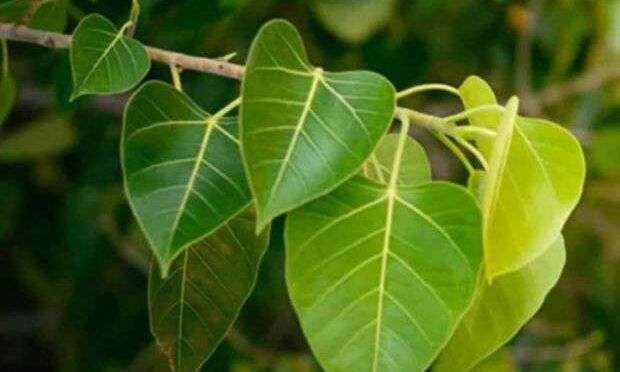 हफ्ते में इस दिन पीपल का पेड़ छूने से आपको मिलेगा लाभ...