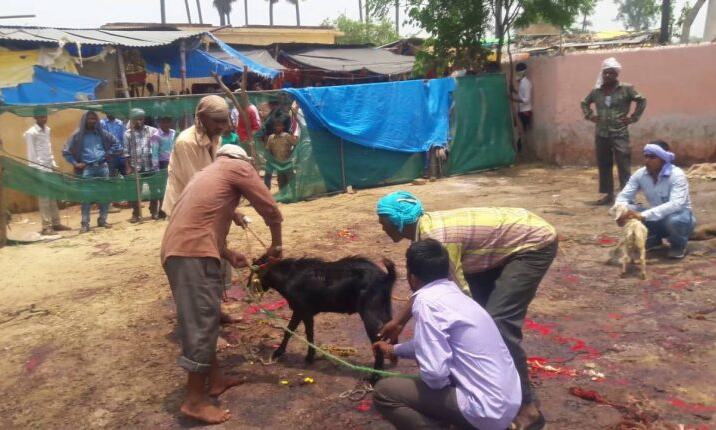 इस मंदिर में बकरे की बलि देने पर नहीं होती बकरे की मौत, वजह जान दंग रह जाएंगे