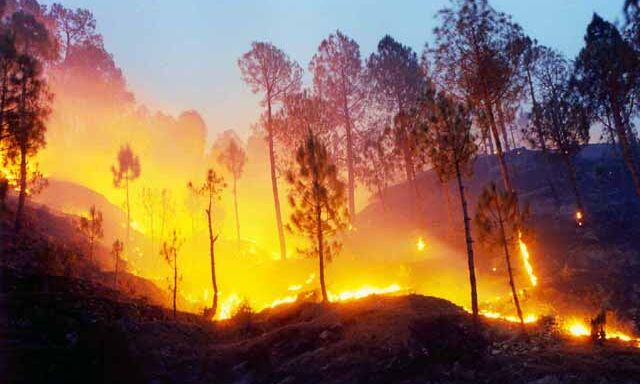जानकर हैरान हो जाएंगे आप, ऐसी झाड़ू से जंगल में आग बुझाना सबसे कारगार