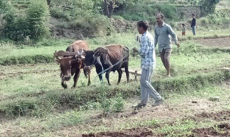 उत्तराखंड में दो लाख से ज्यादा किसानों ने छोड़ दी खेती, हाईकोर्ट ने जताई चिंता
