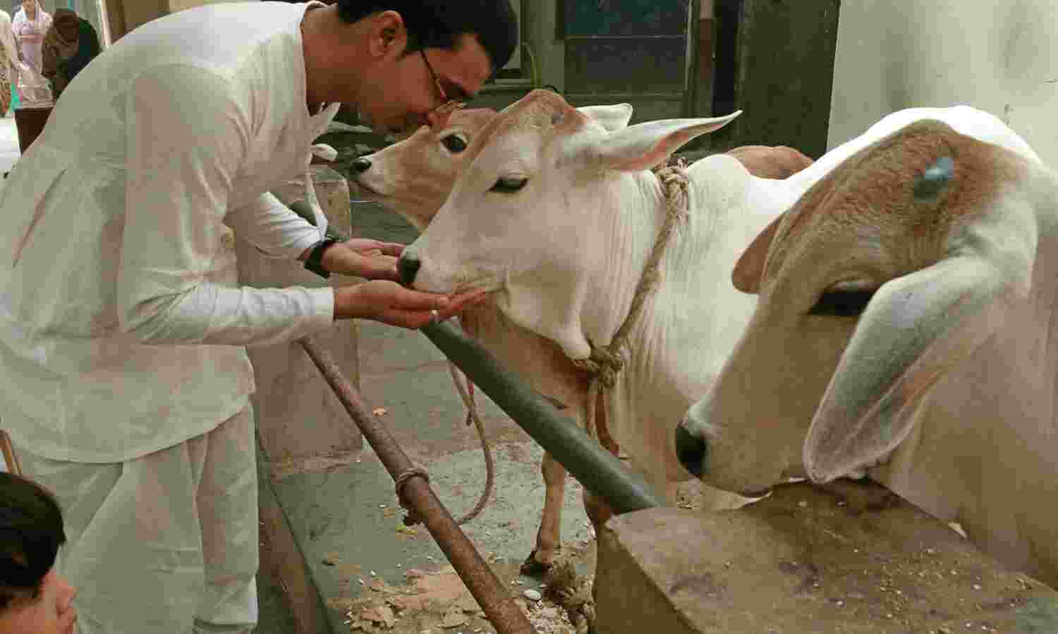 गौ माता के लिए रखे जाने वाले सभी व्रत और उनसे होने वाले लाभ