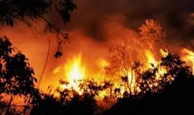 उत्तरकाशी के जंगलों में लगी भीषण आग, दमकल मौके पर: उत्तराखंड