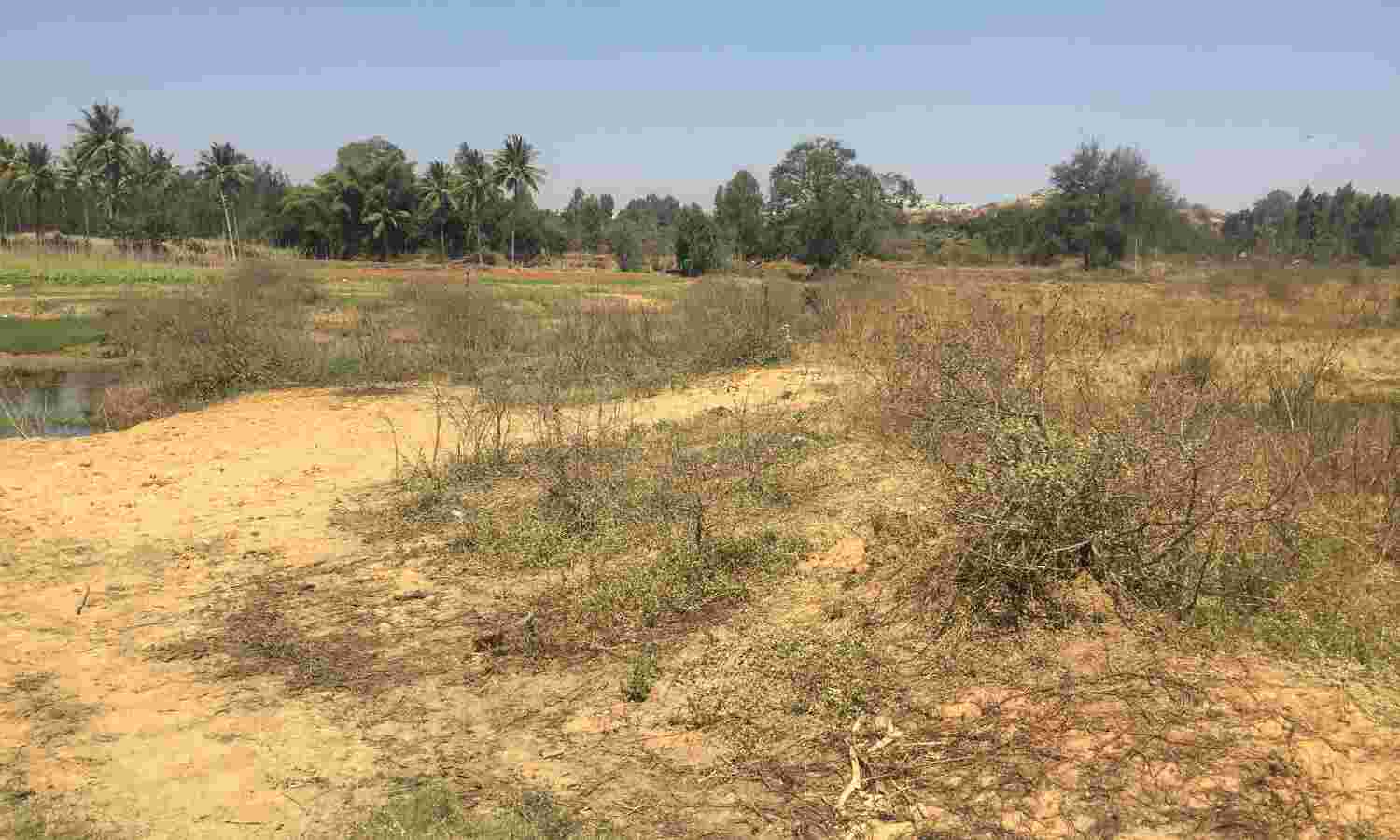 बंजर हो जाएगी धरती, हर साल कट रहे 15 अरब से ज्यादा पेड़: पर्यावरण दिवस