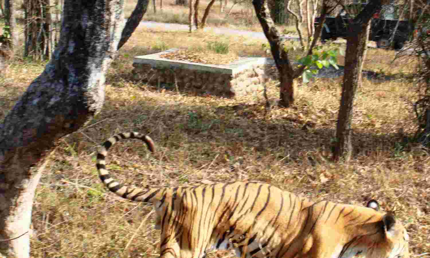 सड़क पर टहलता दिखा शेर तो लोगों की डर से निकली जान...